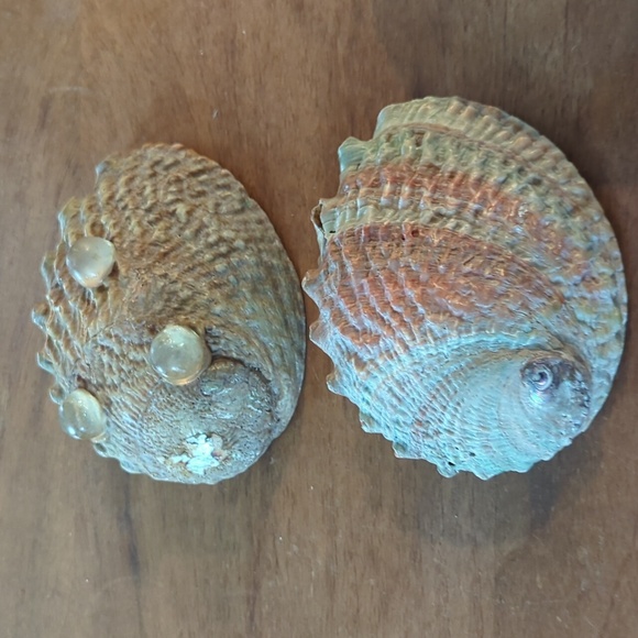 Two abalone shells - Picture 3 of 3